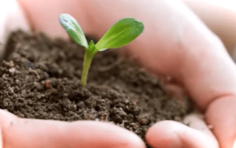 Найпоширеніші помилки при вирощуванні розсади. Як їх уникнути?