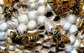 Як позбутися ос на ділянці? Народні способи та хімічні засоби