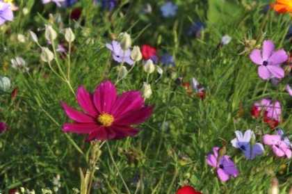 Польові та багаторічні квіти в серпні які цвітуть і як називаються жовті волоті