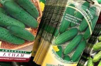 Вибираємо насіння огірків для посадки. На що звернути увагу?