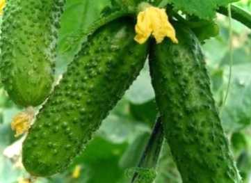 Парфенокарпічний огірок - що це таке і чому це потрібно?