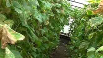 Павутинний кліщ на огірках у теплиці та у відкритому ґрунті. Як боротися та методи лікування