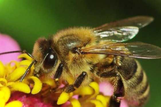 Що люблять бджоли і на які види квітів вони найчастіше сідають?