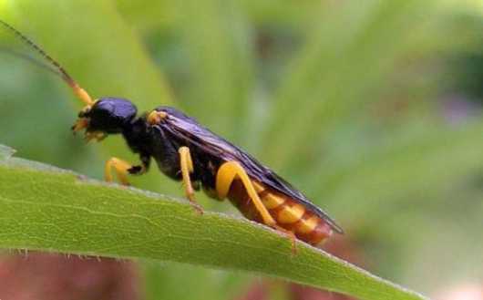 Найнебезпечніші шкідники плодів груші методи боротьби з комахами та ефективне лікування рослин