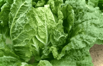 Пекінська капуста - вирощування та догляд у відкритому грунті та теплиці