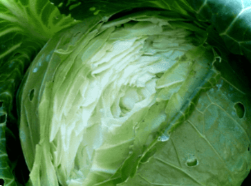 Чому тріскається капуста? Причини та що робити?