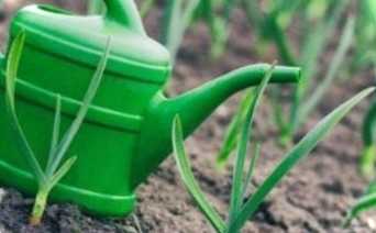 Як правильно провести підживлення озимого часнику навесні