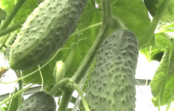 Підживлення огірків народними засобами, щоб плодоносили