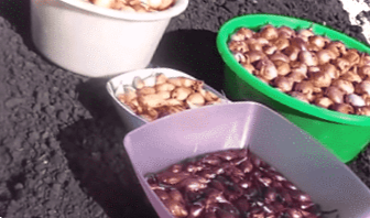 Посадка цибулі навесні у відкритий ґрунт - коли і як саджати правильно