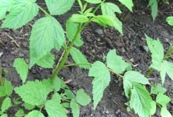 Посадка малини восени. Переваги, терміни, як правильно посадити