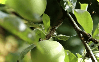 Коли і як правильно посадити яблуню навесні? Покрокове керівництво від А до Я