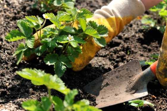 Огляд грядки з полуницею. Як зробити насипні грядки для полуниці