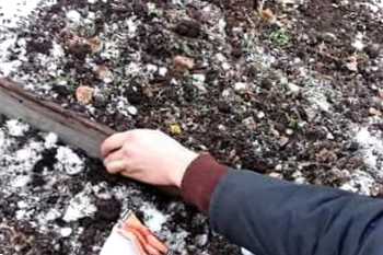 Посадка моркви під зиму. Переваги, сорти моркви, термін посадки