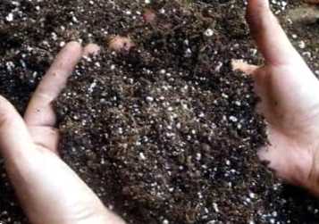 Застосування суперфосфату восени на городі. Куди вносити, дозування