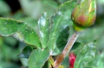 Як боротися з борошнистою росою? Ефективні фунгіциди та народні засоби