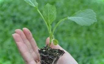 4 способи, як виростити міцну розсаду капусти в домашніх умовах