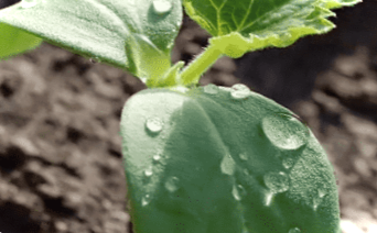 Розсада огірків – 7 простих способів вирощування в домашніх умовах