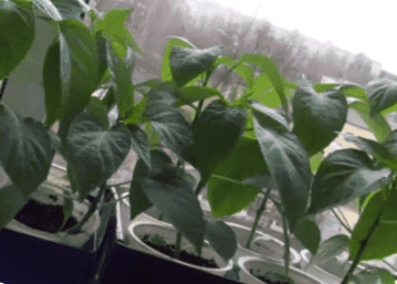 Коли і як пікірувати розсаду перців. 2 способи пікірування та догляд за розсадою