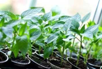 5 важливих правил догляду за розсадою перців після пікірування