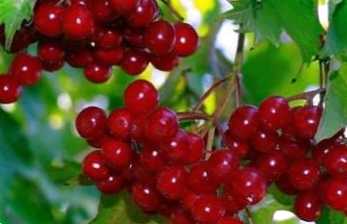 Як виростити калину з насіння, живцями, відведеннями в домашніх умовах