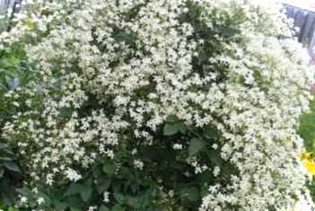 Як розмножити клематис? 5 способів розмноження