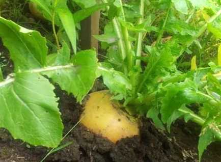 Репа - вирощування та догляд у відкритому ґрунті. Коли садити ріпу з насіння