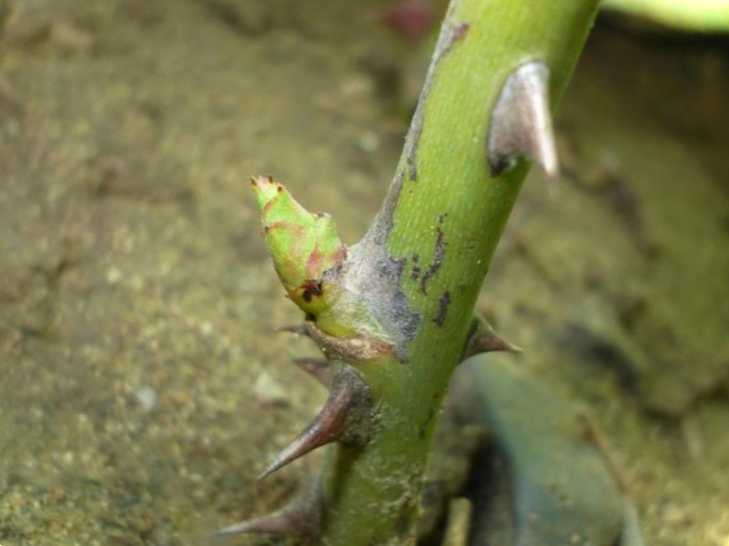 Як закрити і коли знімати пластикові пляшки