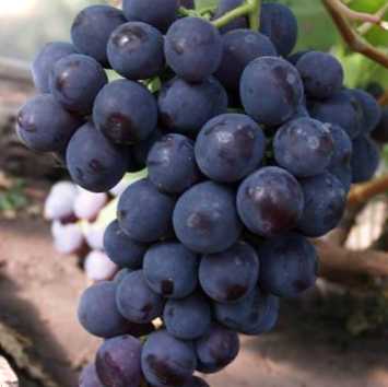 Добірка найкращих сортів винограду для Середнього Поволжя