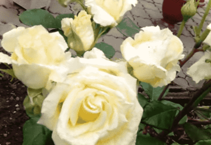 Троянди навесні - догляд та підживлення після зими