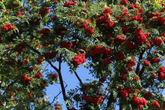 Добірка найкращих порад з обрізання горобини та підготовки її до зими