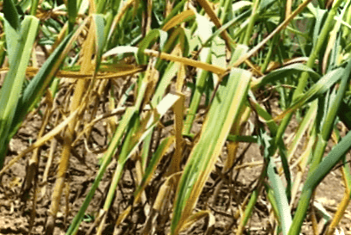 Іржа на часнику - заходи боротьби і чим обробити?