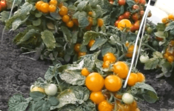 Штамбові сорти томатів – що це означає? Переваги та недоліки