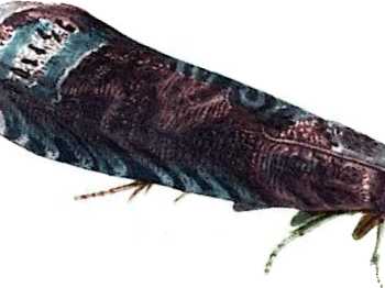 Черви злива що робити і як боротися