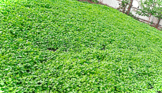 Сидерати – що це, для чого вони потрібні? Правила вирощування сидератів