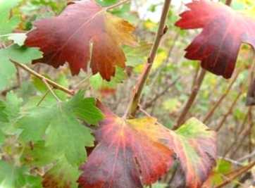 Догляд за смородиною восени. Як правильно підготувати кущі смородини до зими