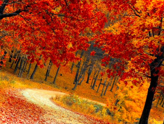Чому восени жовтіє листя на деревах природний процес чи хвороба?