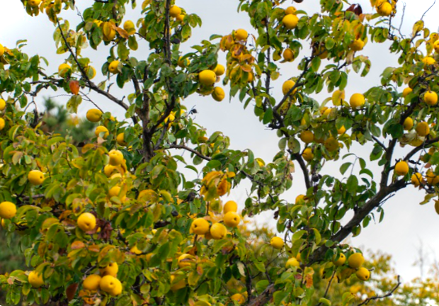 Як виглядає айва все про догляд та вирощування дерева (фото)