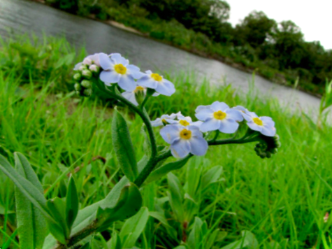 Рослини, що ростуть по берегах річок - огляд з назвами та фото