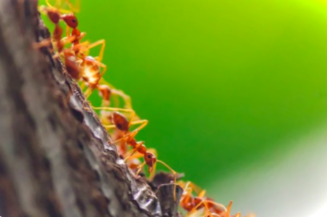 Мурахоїд КЕ - інструкція застосування. Як користуватися засобом?