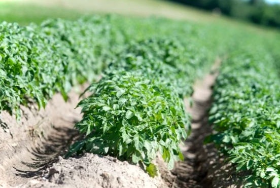 Командор для картоплі - інструкція із застосування препарату