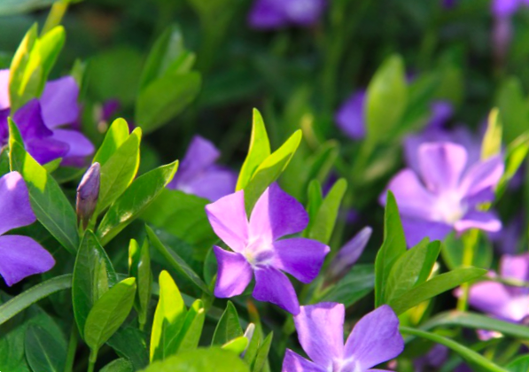 Які невибагливі багаторічні рослини можна посадити в саду