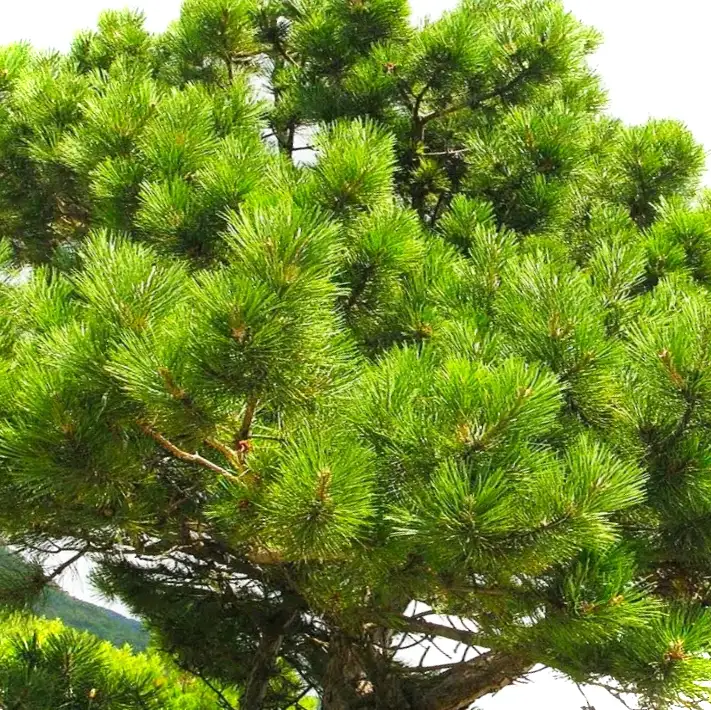 Розглядаємо хвойні кущі фото з назвами. Вибираємо рослини для своєї ділянки