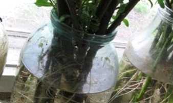 Стимулятори росту рослин – що це і для чого потрібні?