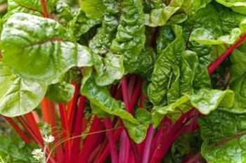 Мангольд – що це? Посадка та догляд у відкритому ґрунті