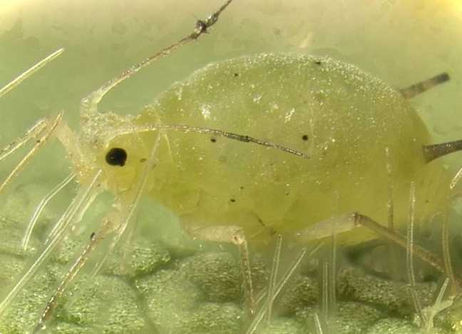 Методи боротьби зі шкідниками чим обробити кущі та дерева від попелиці?