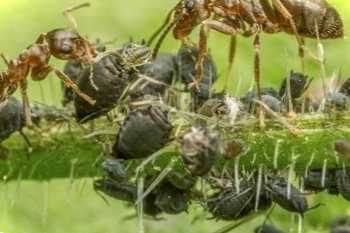 Попелиця на розсаді - як боротися в домашніх умовах народними засобами