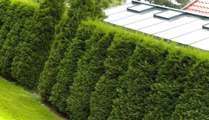 Як посадити туї вздовж паркану на ділянці для організації живоплоту