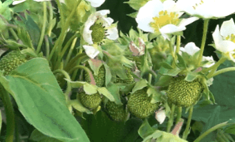 Догляд за полуницею ранньою весною та влітку, підживлення народними засобами