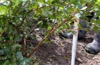 Догляд за аґрусом восени. Підготовка до зими