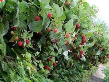 Коли і як правильно садити малину восени? Покрокове керівництво